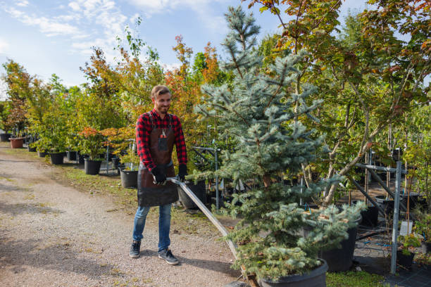 Best Tree Removal  in Hastings, PA